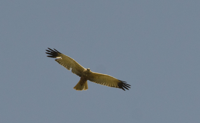 Falco di palude, conferma